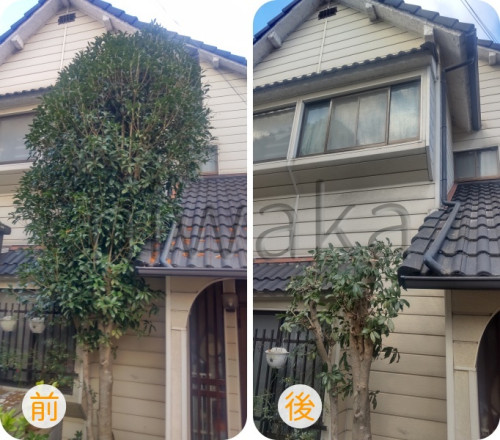 キンモクセイ高さ下げ