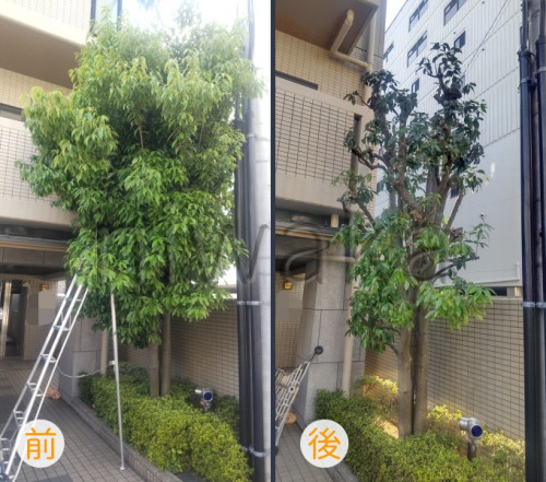 アラカシの剪定