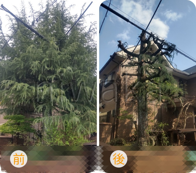 ヒマラヤスギの剪定