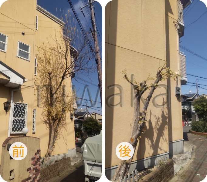 トウカエデの剪定