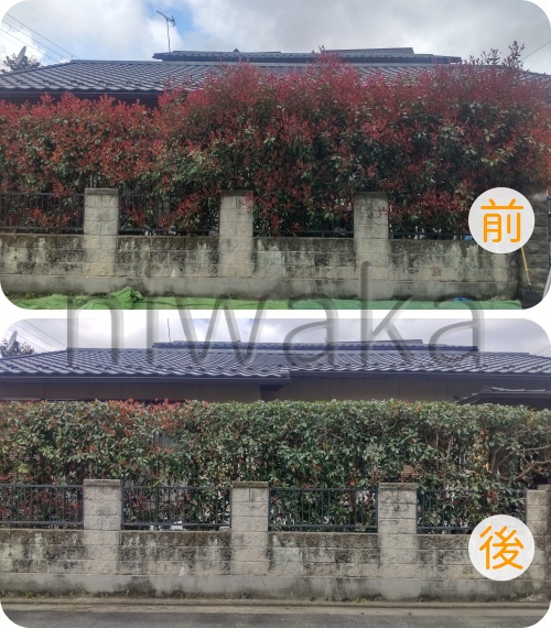 レッドロビン生垣