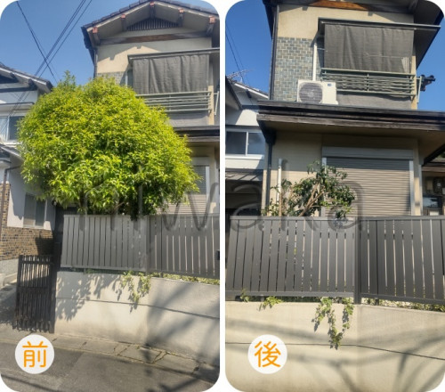 キンモクセイ剪定