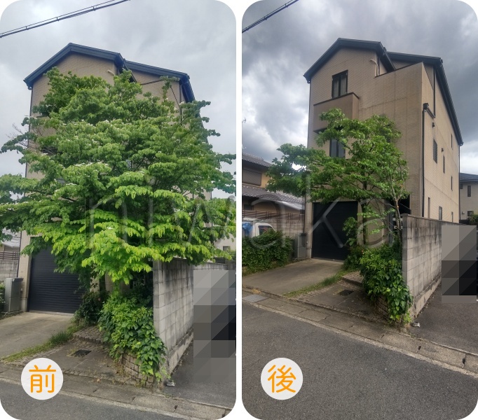 ハナミズキの剪定