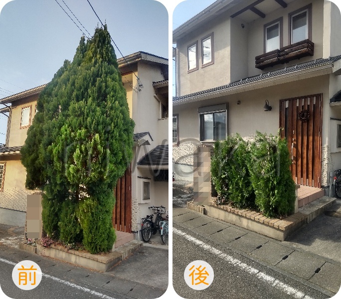 コノテガシワの剪定