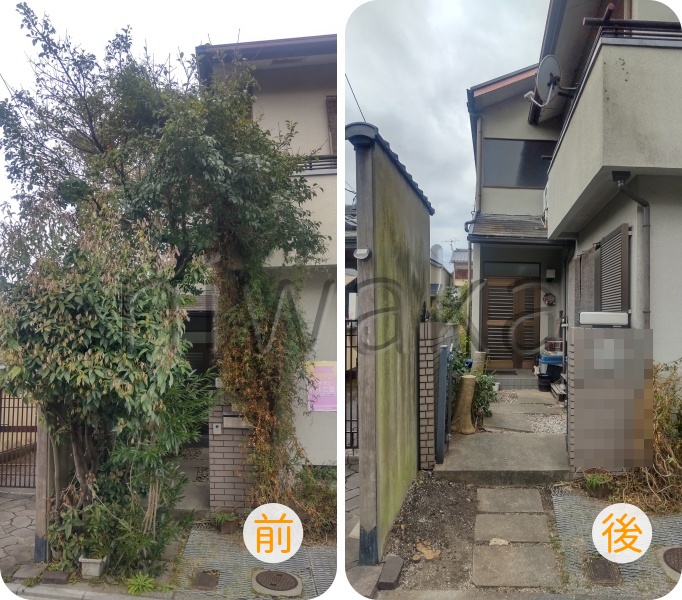 クロガネモチ伐採