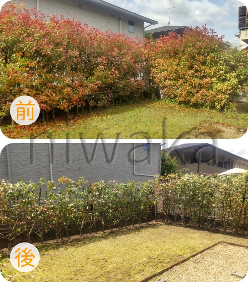 ベニカナメ生垣剪定
