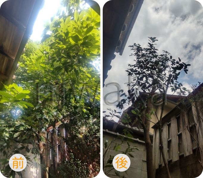 アラカシの剪定