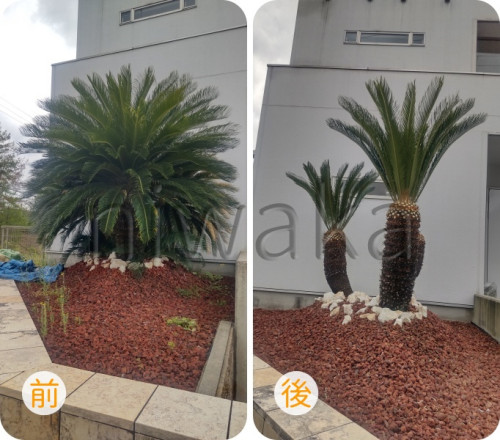 ソテツの剪定