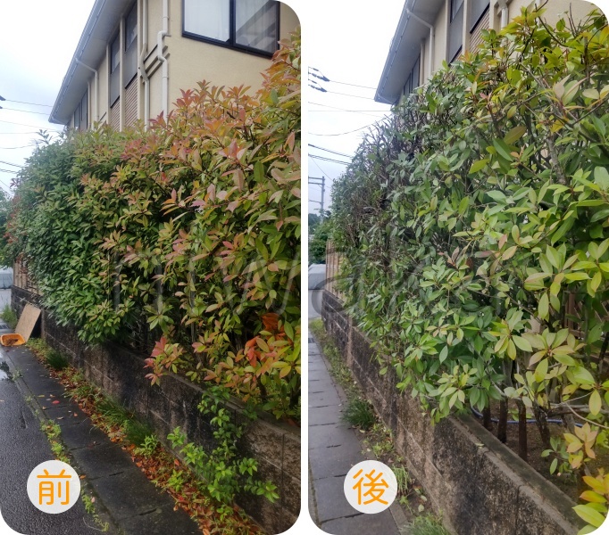 レッドロビン生垣剪定