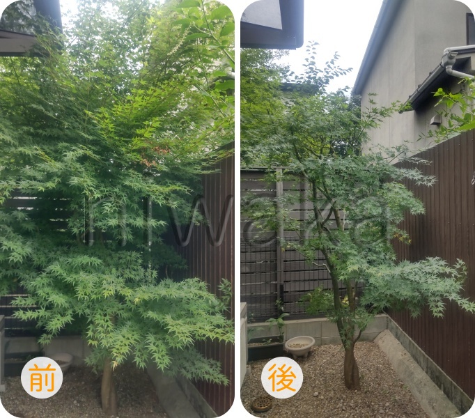 モミジの剪定
