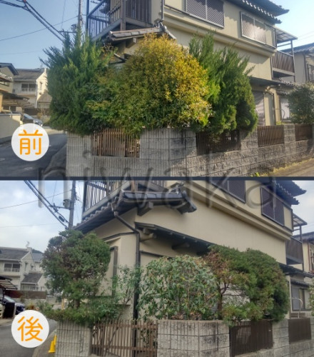 カイヅカイブキ剪定
