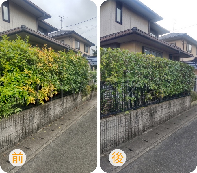 レッドロビンの生垣