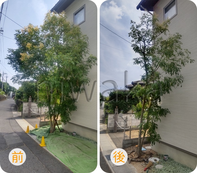 シマトネリコの剪定