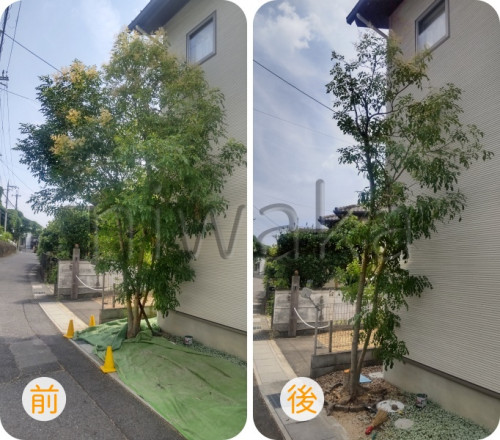 シマトネリコの剪定