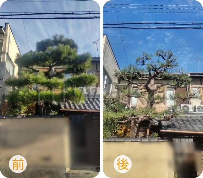 マツの手入れ