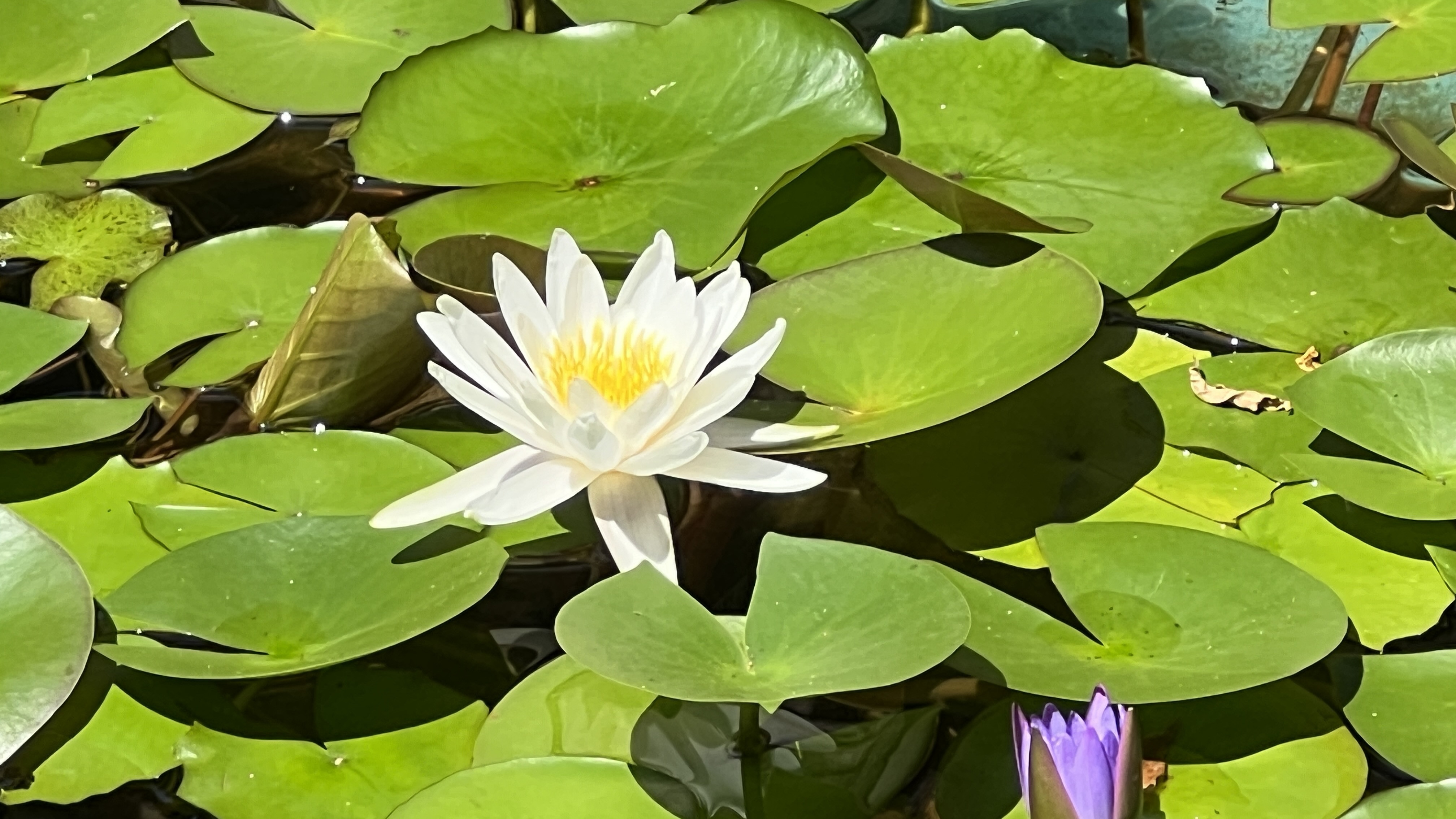 2026年3月までの教会と牧師の予定をお知らせします。