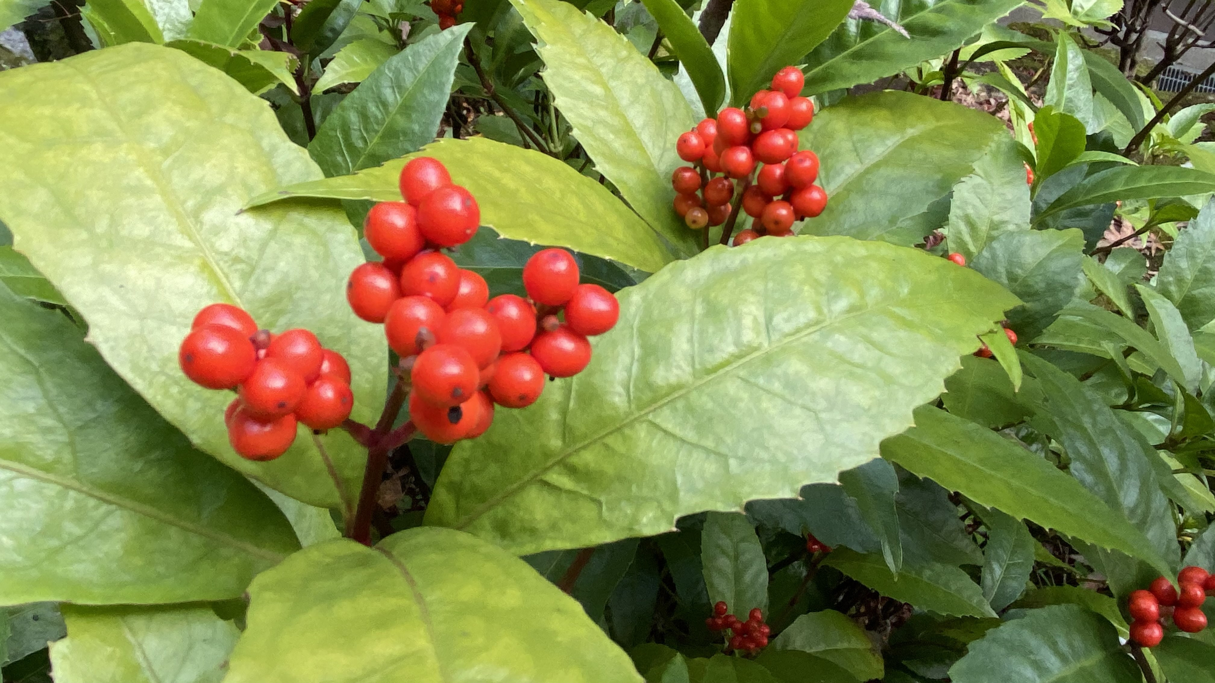 アドヴェント第2主日礼拝のお知らせ「希望は小さな芽のように」（2025年12月7日（日））