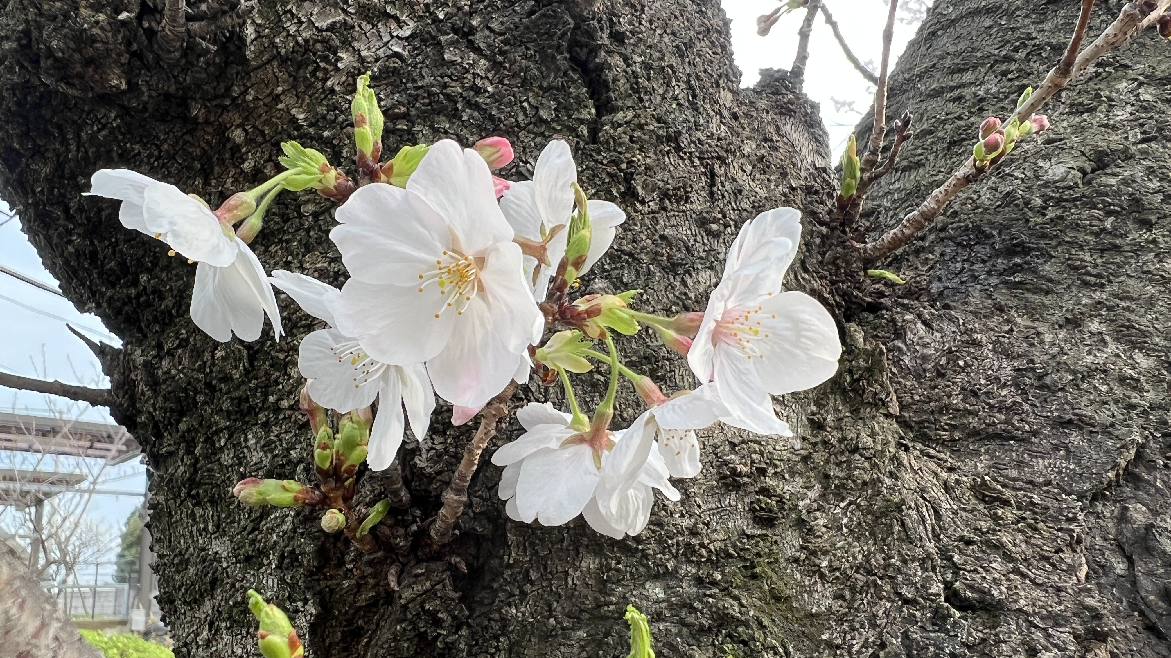 礼拝、ライブ配信のお知らせ（2026年4月5日（日）イースター礼拝）