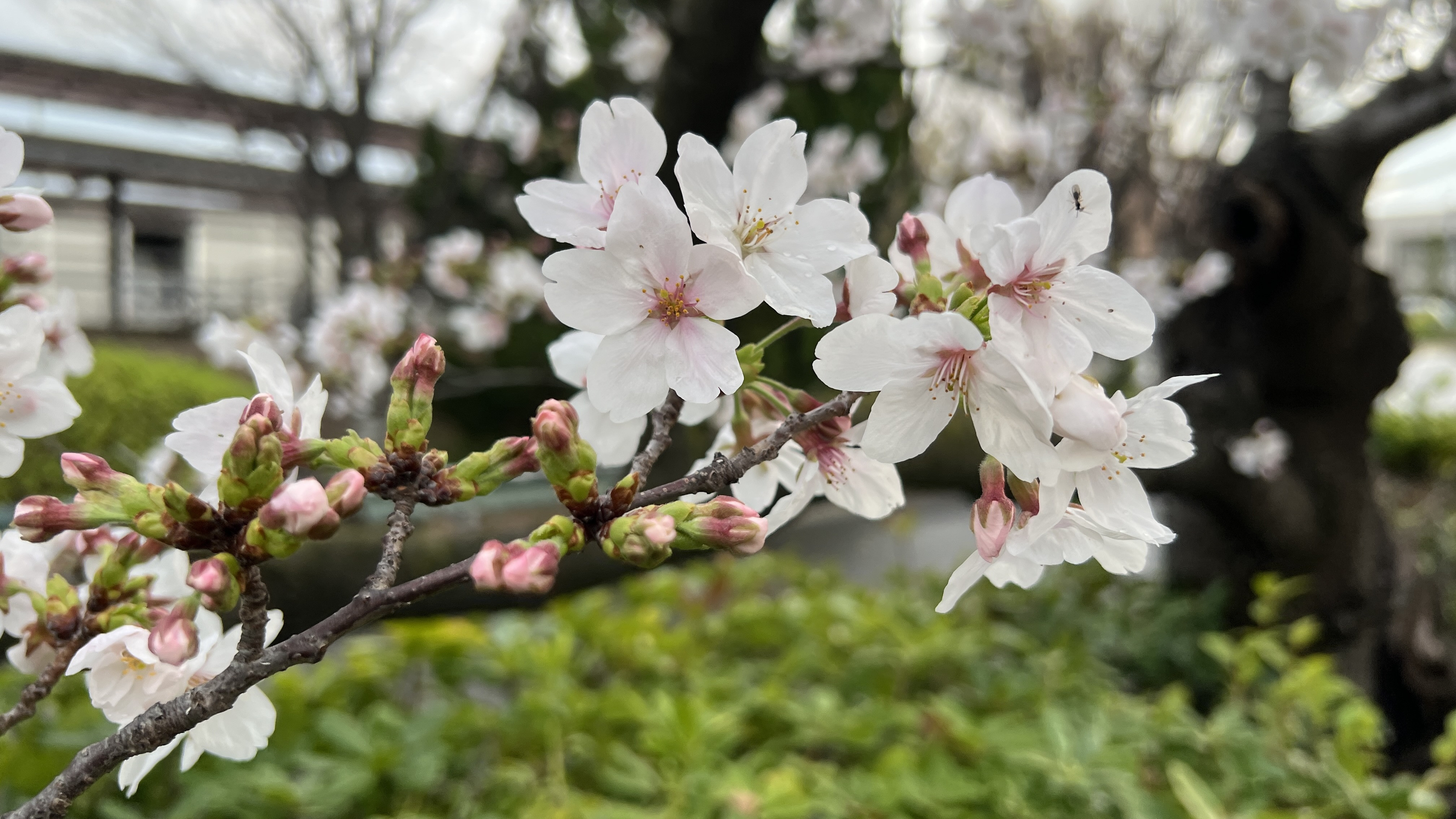 礼拝、ライブ配信のお知らせ（2026年4月19日（日））