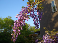 CIMG9755.JPG
