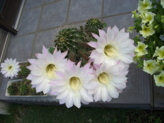 CIMG9829.JPG