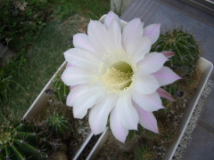 CIMG9828.JPG