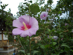 CIMG9895.JPG