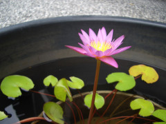 CIMG9970.JPG