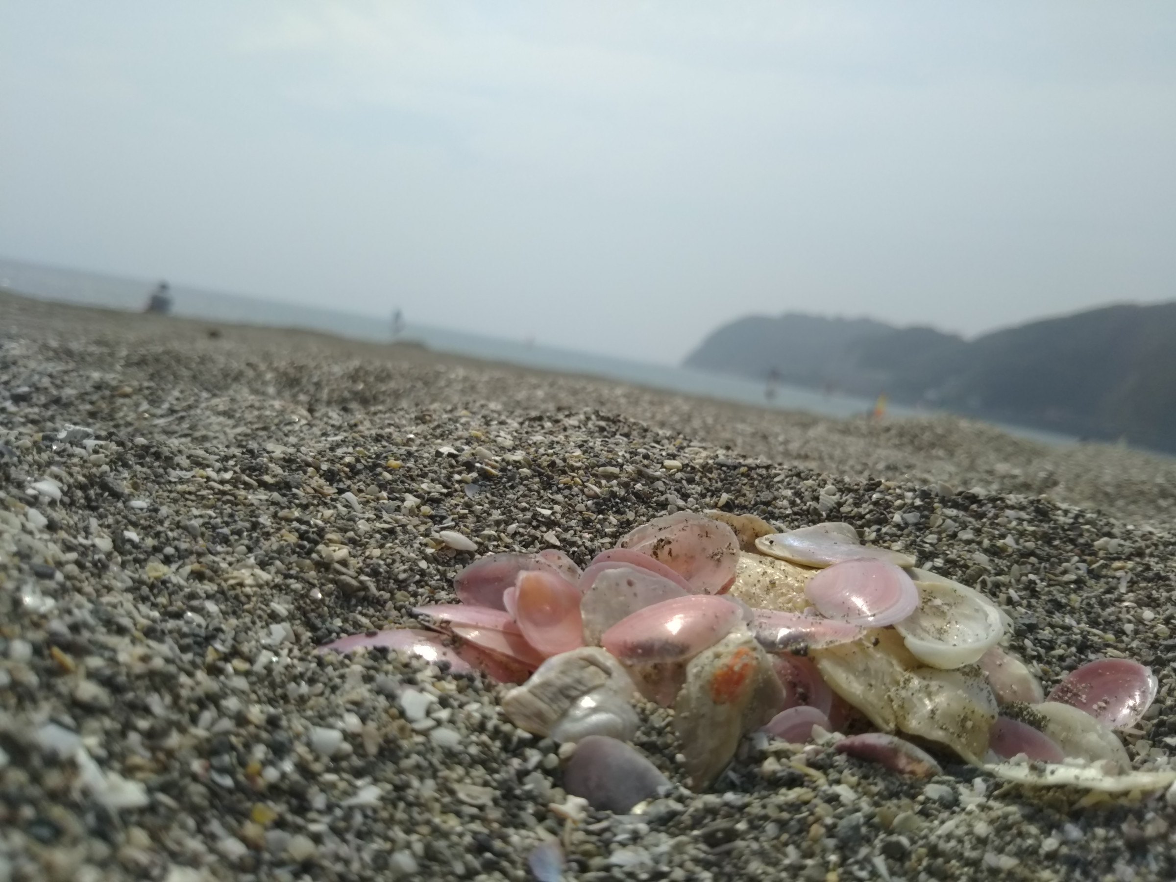 湘南逗子海岸の桜貝アクセサリー