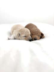 12月17日生まれ　男の子2頭