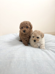 12月17日生まれ　男の子2頭