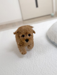 12月31日生まれ　レッド女の子