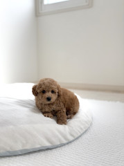 12月31日生まれ　女の子