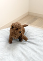 12月17日生まれ　男の子