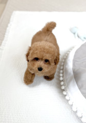 12月31日生まれ　女の子