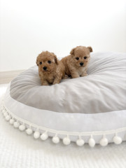 3月17日生まれ　男の子2頭