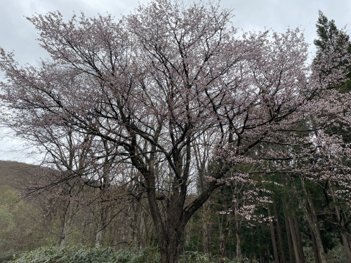 IMG_1261.jpeg