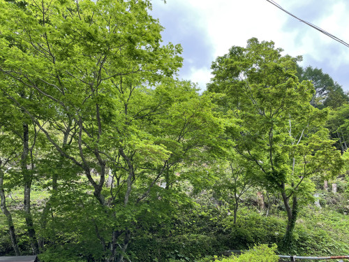 IMG_1287.jpeg