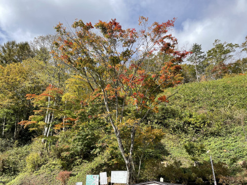 IMG_1650.jpeg