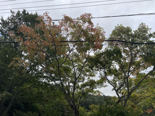 IMG_2306.jpeg