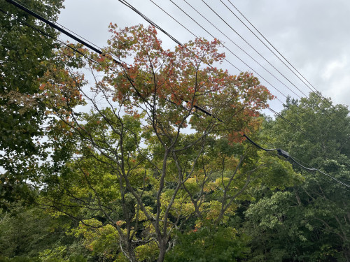IMG_2307.jpeg