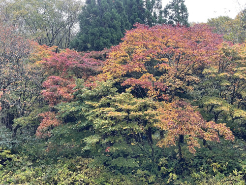 IMG_2404.jpeg