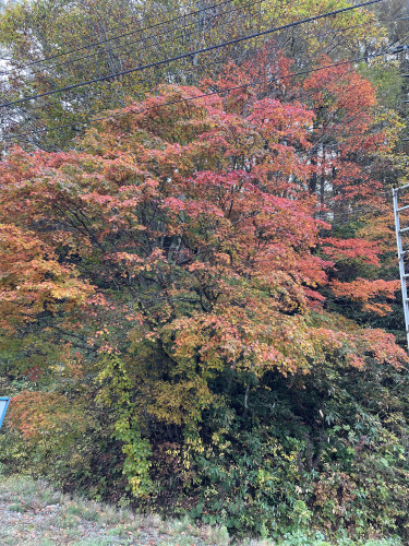 IMG_2419.jpeg