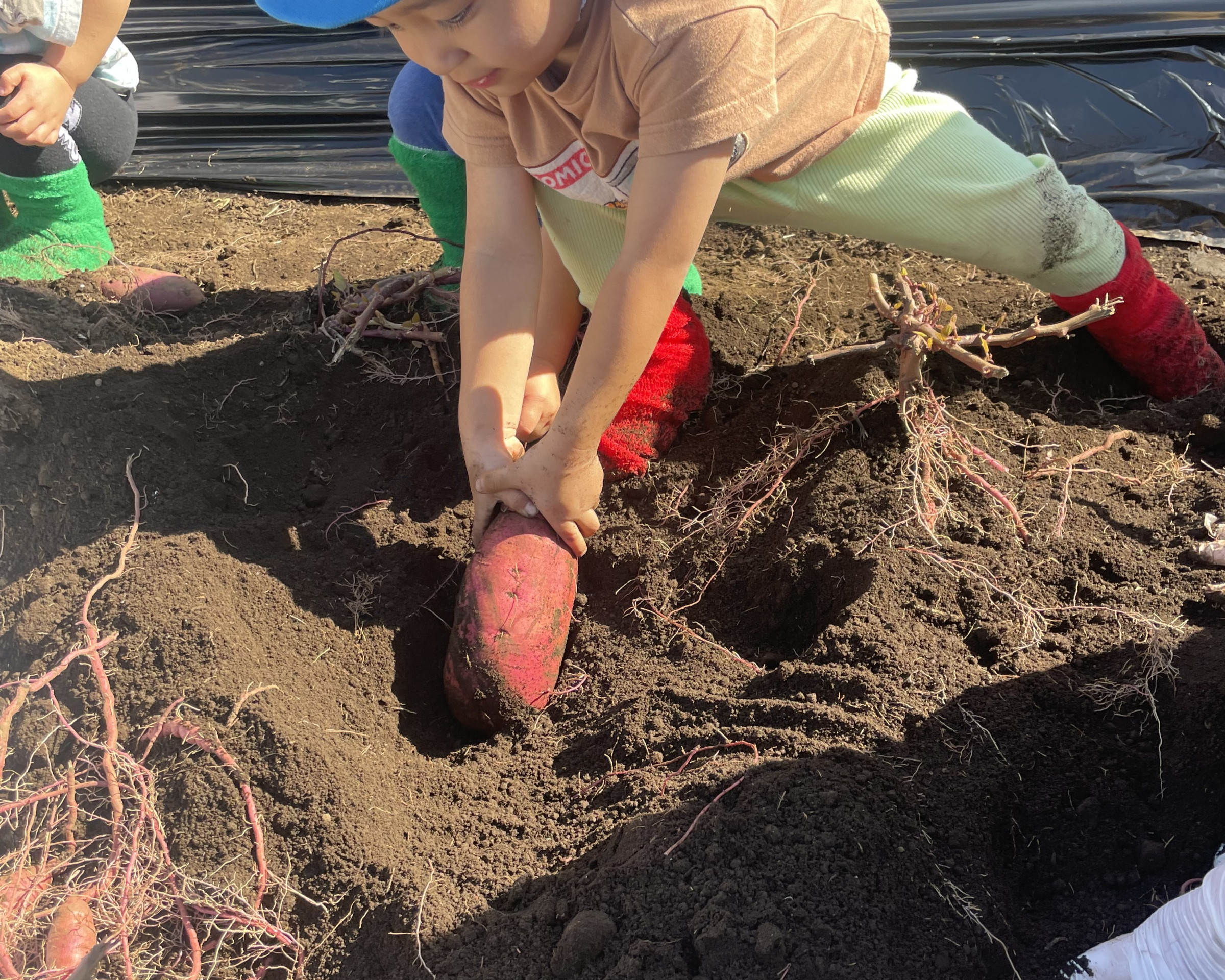 さつまいも掘りに行ってきました！