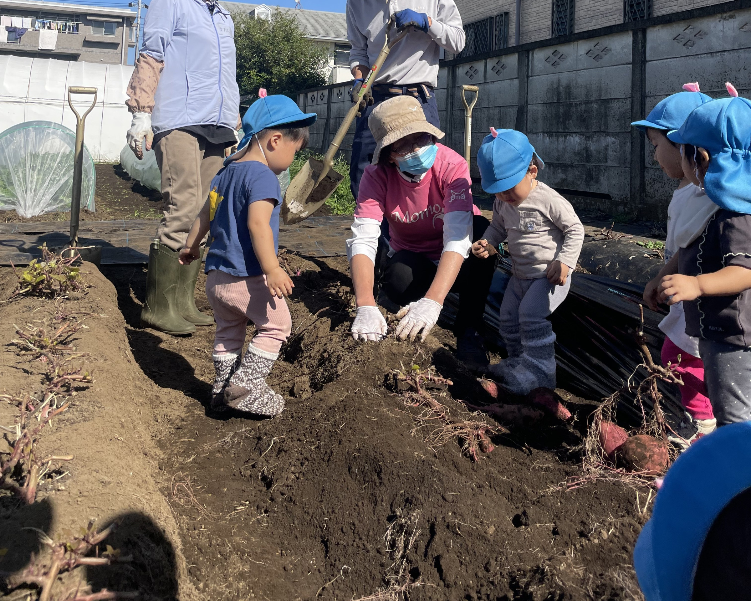 土の中から大きなおいもが出てきてビックリ