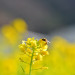 春　菜の花.jpg