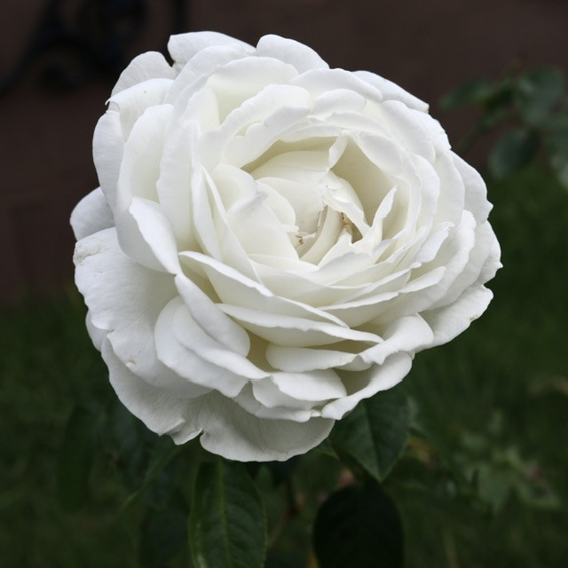 白い薔薇「パブロア」が咲いています。