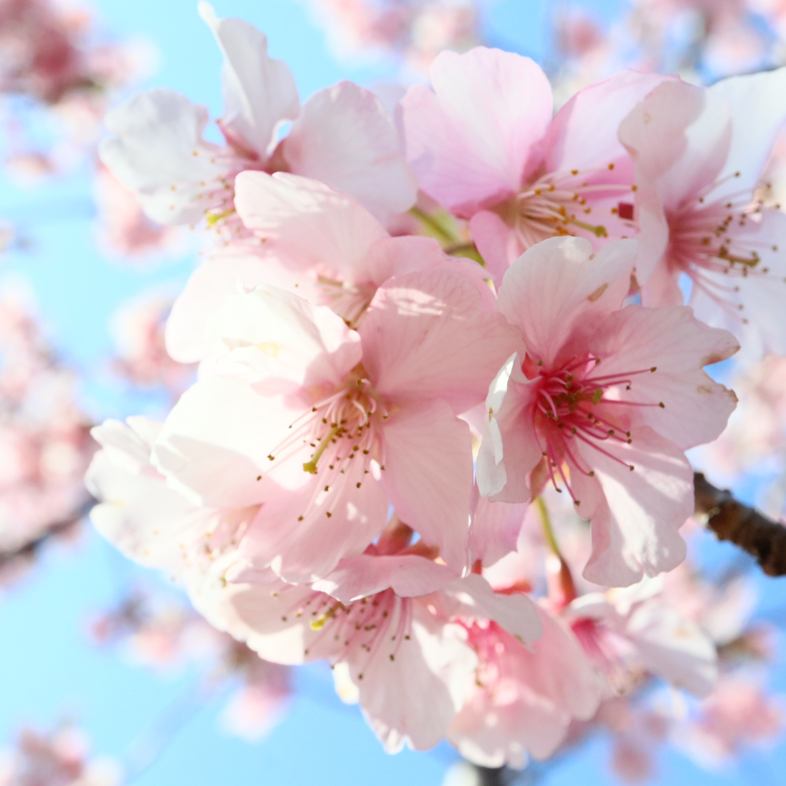 宮下川の桜が綺麗です🌸