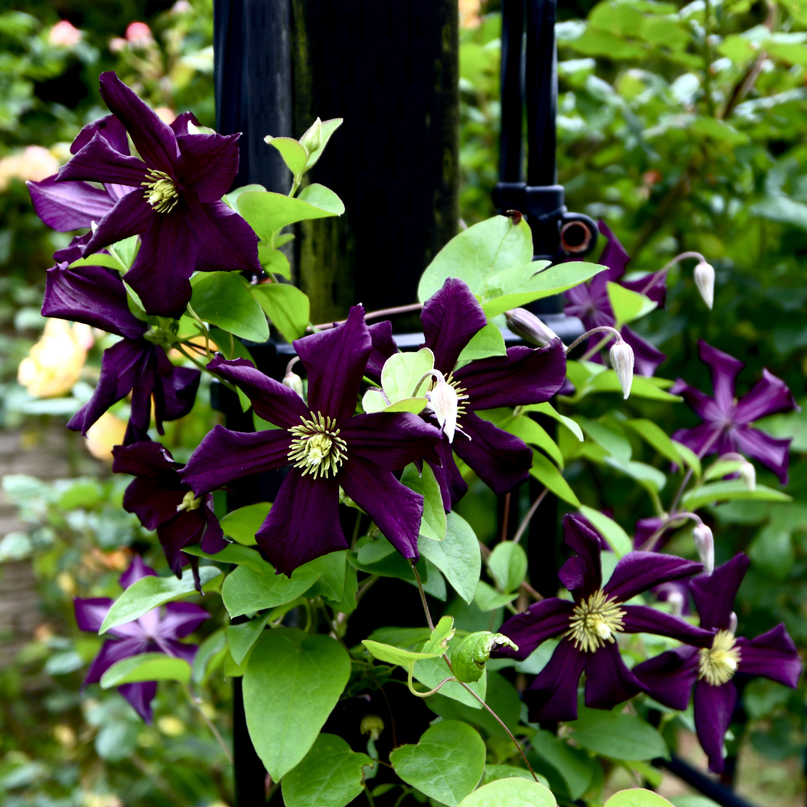 黒紫がシックなクレマチス　カシスがかっこよく咲いています。