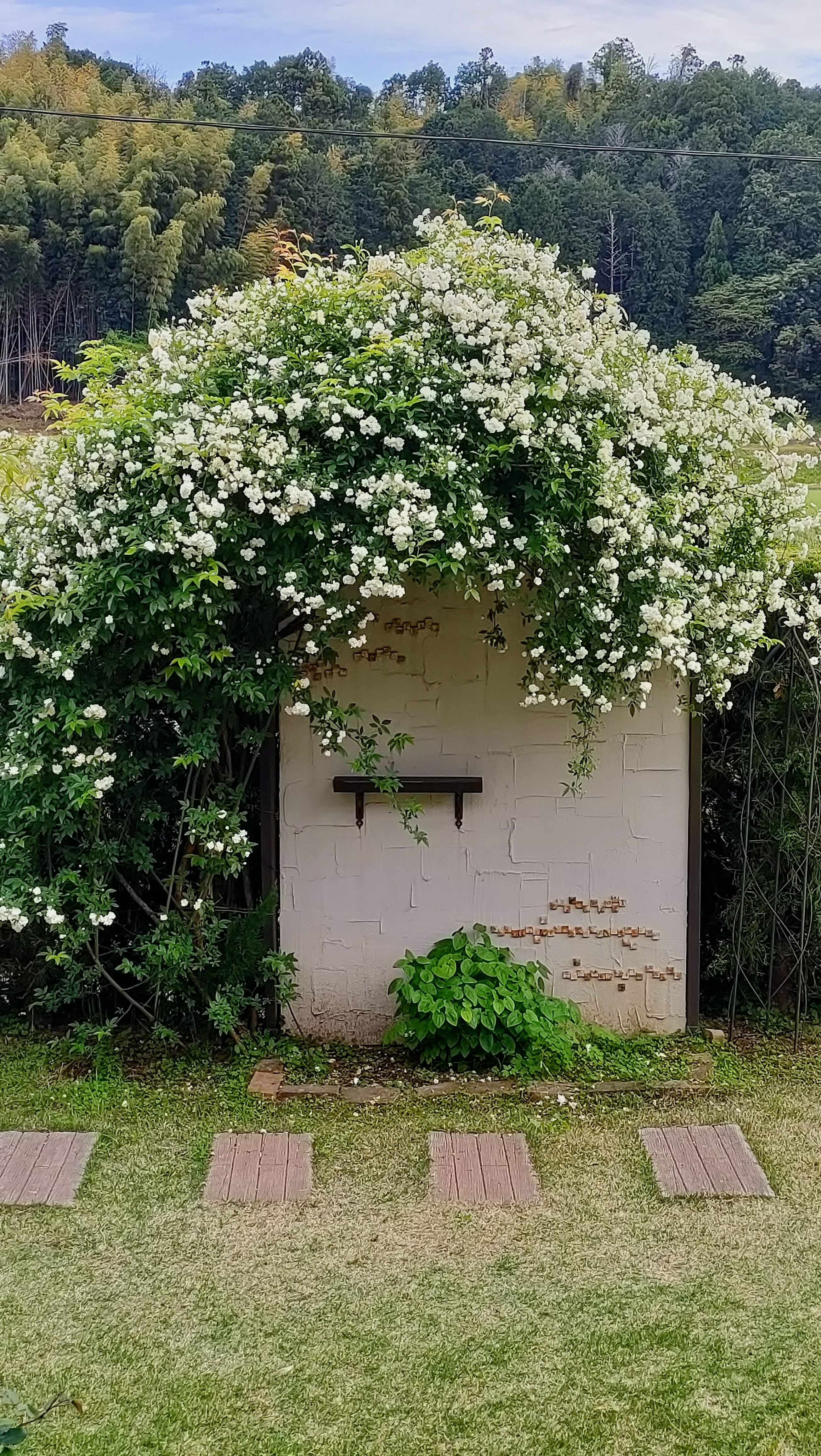 モッコウバラが満開です